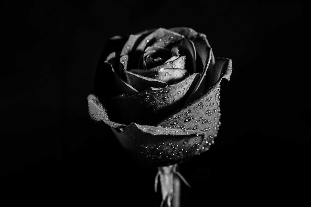 Photo black roses